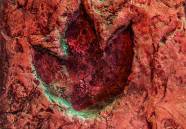 Ornithopod ayak izi, dinozor izinin fosili, jurasik dönemde yaşayan hayvanlar.