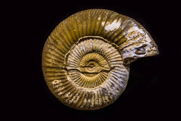 Fossiel van een prehistorische zee slak, isoleerde op een zwarte achtergrond, mariene leven in de prehistorie — Stockfoto