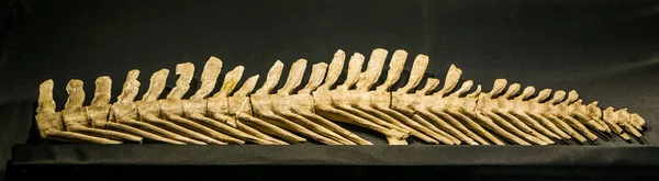 La columna vertebral de un mosasaurus lemonnieri extinto, un lagarto acuático que vivió durante el período cretácico en Europa y América — Foto de Stock