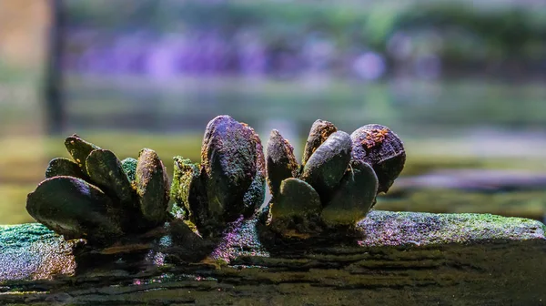 Group of common mussels together in closeup on a wooden bar, nature at the ocean background — Stock Photo, Image