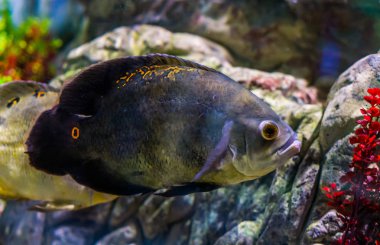 Oscar Tiger Cichlid. Çoğunlukla gri renkli ve turuncu benekli. Su kültüründe popüler bir hayvan.