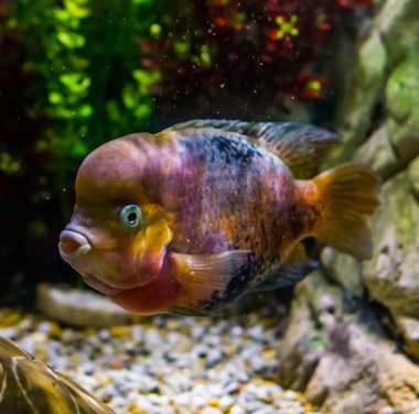 Çiçek boynuzu cichlid melezi, renk mutasyonu, su kültüründe popüler hayvan, genetik manipülasyon