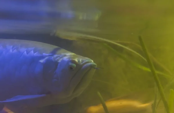 Срібна arowana, популярний декоративних риб, Тропічна риба з басейні Амазонки Америки — стокове фото
