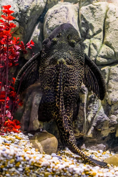 Orinoco vitorlásharcsa, közönséges pleco fekete-sárga foltos mintával, trópusi hal a mexikói folyókból. — Stock Fotó