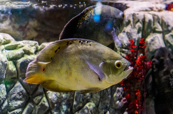 Oscar cichlid színes mutáció, népszerű akvárium kisállat, trópusi hal az amazon medence Dél-Amerika — Stock Fotó