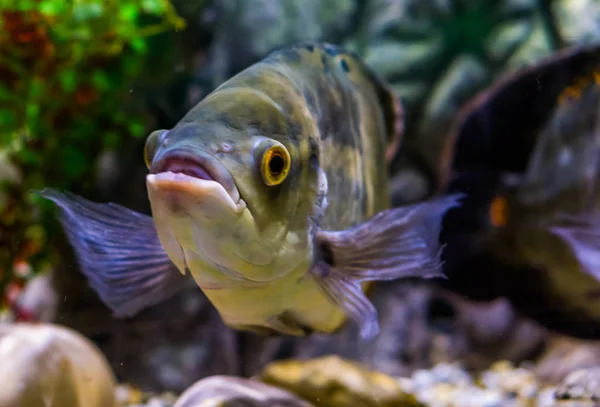 Closeup of the face of a oscar tiger cichlid, popular pet in aquaculture — Stock Photo, Image