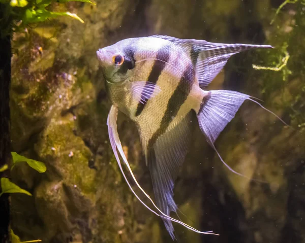 Słodkowodne angelfish, bardzo popularne ryby w akwakulturze, tropikalne ryby z basenu Amazonki — Zdjęcie stockowe