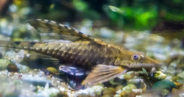 Twig catfish, een populair onder woning vis, tropische vissen van de rivieren in Mexico — Stockfoto