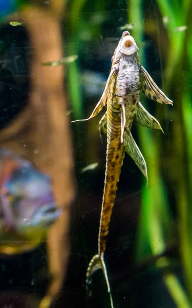 Grappige takje meerval zuigen op het glas van het aquarium, populair huisdier, tropische vissen uit de rivieren van Mexico — Stockfoto