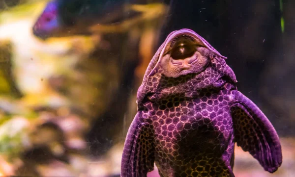Engraçado orinoco vela aleta catfish, chupando com a boca no copo do aquário, popular animal de estimação tropical dos rios do México — Fotografia de Stock