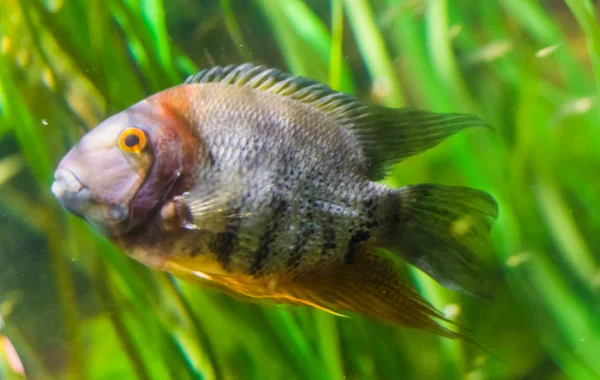 Retrato de um ciclídeo banhado, peixe tropical do rio orinoco da América do Sul, animal de estimação aquário popular — Fotografia de Stock