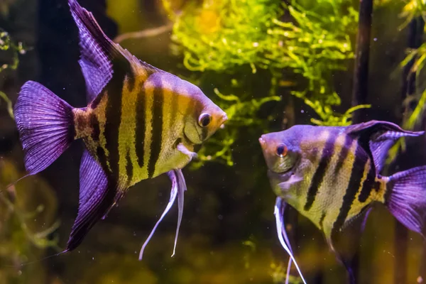 Two freshwater angelfishes looking at each other, popular aquarium pets, tropical fish from the amazon basin — Stock Photo, Image