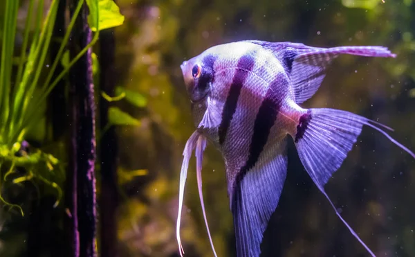 Retrato de um peixe-anjo de água doce, animal de estimação popular na aquicultura, peixes exóticos da bacia amazônica — Fotografia de Stock