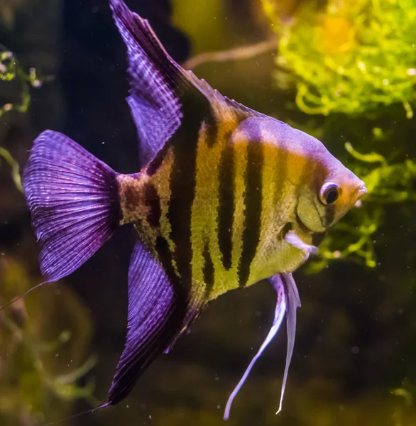 Close-up de um angelfish de água doce, animal de estimação aquário bonito e popular, peixes tropicais da bacia amazônica — Fotografia de Stock