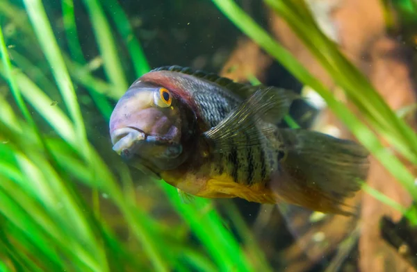 Nahaufnahme eines gebänderten Buntbarsches, tropischer Fisch aus dem südamerikanischen Orinoko-Fluss, beliebtes Haustier im Aquarium — Stockfoto