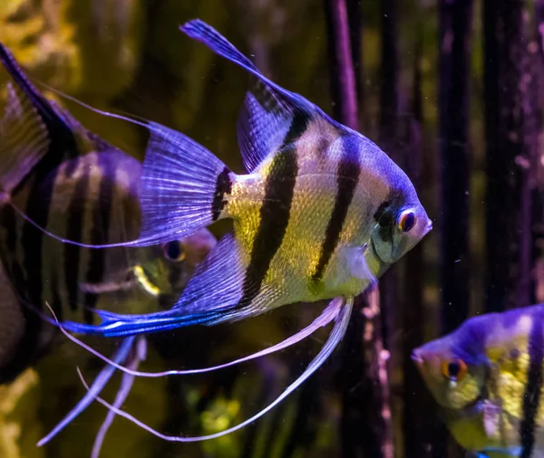 Freshwater angelfishes swimming in the water, closeup of angelfish, popular pets in aquaculture, tropical fish from the amazon basin — Stock Photo, Image