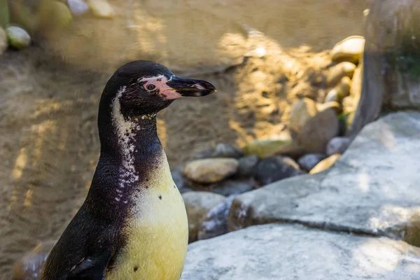 Lindo primer plano de una cara de pingüino humboldt, retrato de un pájaro acuático de la costa pacífica — Foto de Stock