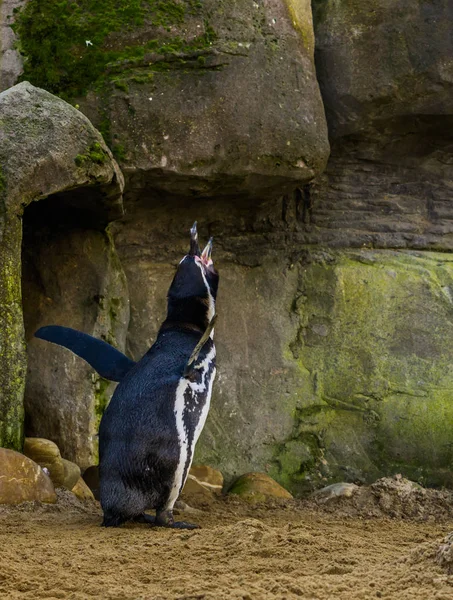 Divertido pingüino humboldt gritando y haciendo un sonido duro, ave acuática de la costa pacífica, especie animal amenazada —  Fotos de Stock