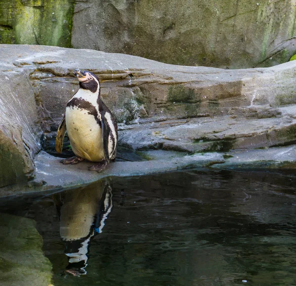 Divertido pingüino humboldt de pie sobre una roca en el lado del agua, reflejo del agua, pájaro acuático vulnerable de la costa pacífica —  Fotos de Stock
