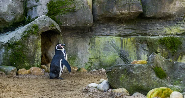 Lindo pingüino humboldt de pie frente a su cueva, ave acuática amenazada con un estado vulnerable, especie animal de la costa pacífica —  Fotos de Stock