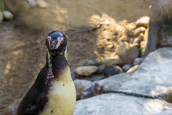 Primer plano de un divertido pingüino humboldt mirando hacia la cámara, cara de pájaro en primer plano, animal amenazado con estado vulnerable de la costa pacífica — Foto de Stock