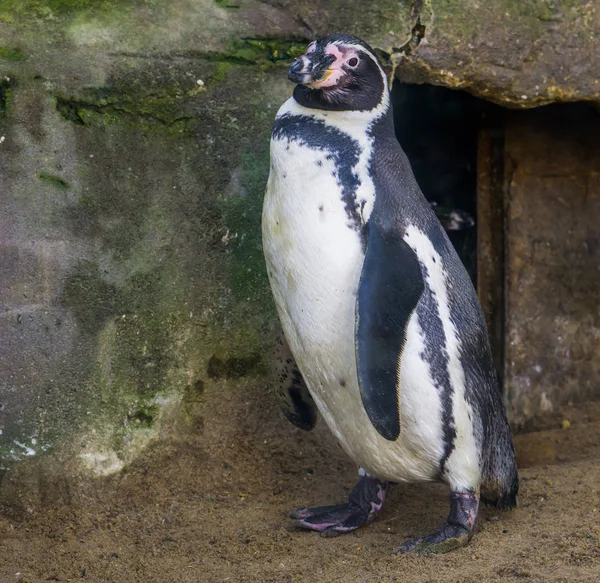 Retrato de primer plano de un pingüino humboldt, ave acuática de la costa pacífica, especie animal con un estatus vulnerable —  Fotos de Stock