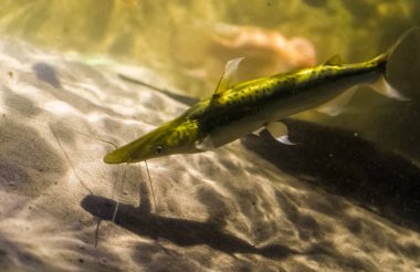 uzun bıyıklı yayın balığı, Güney Amerika 'nın nehirlerinden tropikal balık