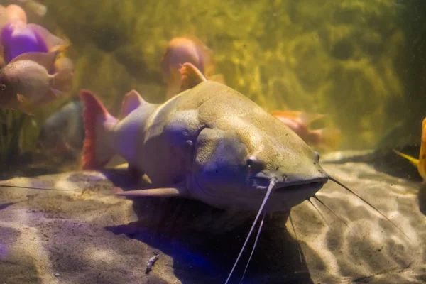 白いアルビノ レッドテール ナマズ、アメリカのアマゾン盆地から大型熱帯魚 — ストック写真