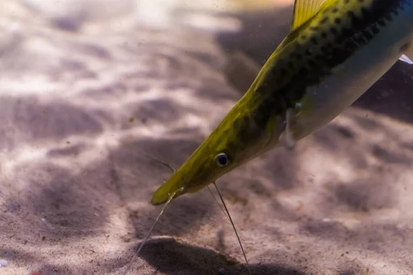 O rosto de um sorubim barrado em close-up, um peixe tropical da bacia amazônica da América — Fotografia de Stock