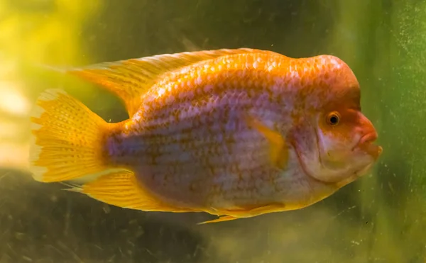 Nahaufnahme Porträt eines Midas-Buntbarsches, eines beliebten tropischen Fisches aus dem San Jaun Fluss in Costa Rica — Stockfoto