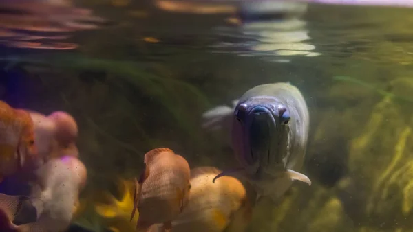 Primer plano de la cara de una arowana plateada, peces largos tropicales nadando en el agua, popular acuario ornamental mascota — Foto de Stock