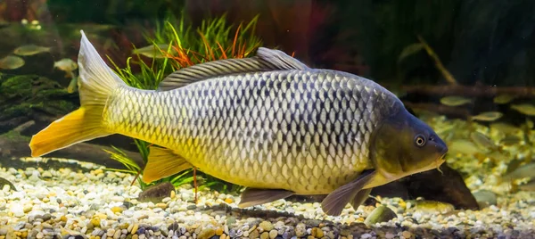 Schöner europäischer Karpfen mit goldenem Schein auf seinen Schuppen, beliebter Fisch aus den Gewässern Eurasiens — Stockfoto