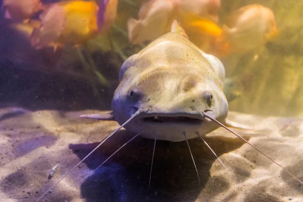 Poisson-chat à queue rouge avec son visage en gros plan, gros poissons tropicaux du bassin amazonien d'Amérique — Photo