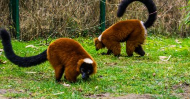 iki kırmızı Nomascus Lemurlar birlikte çim, Madagaskar gelen kritik tehlike altında maymunlar portresi yürüyüş