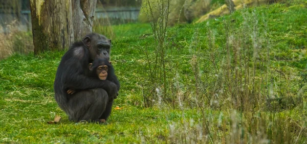 Mère chimpanzé tenant son nourrisson, Espèces animales en voie de disparition d'Afrique — Photo