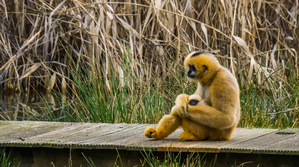 Madre Gibbon sosteniendo a su bebé recién nacido, primates con bebé — Foto de Stock