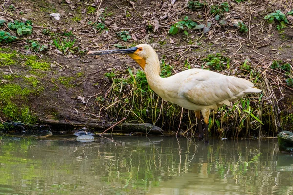Євразійський птах - локшина, що прогулюється крізь воду, згортаючи звичайну птицю. — стокове фото