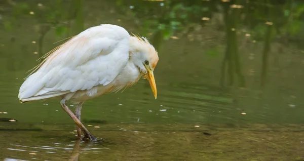 White cattle egret standing in the water, cosmopolitan bird widely spread over the world — Stock Photo, Image