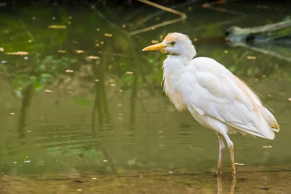 Closeup of a white cattle egret standing in the water, well spread bird across the globe — Stock Photo, Image