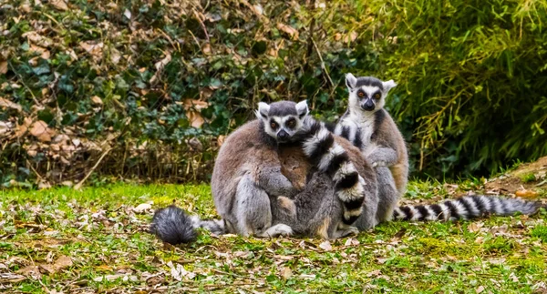 couple of ring tailed lemur monkeys hugging each other, adorable animal behavior