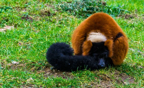 Kırmızı yakalı lemur maymunu çimenlerde uyuyor. Madagaskar 'dan tehlike altındaki bir primatın sevimli portresi. — Stok fotoğraf