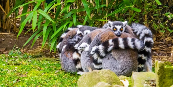Adorable et drôle comportement animal, grand groupe de singes lémuriens à queue cerclée s'embrassant — Photo