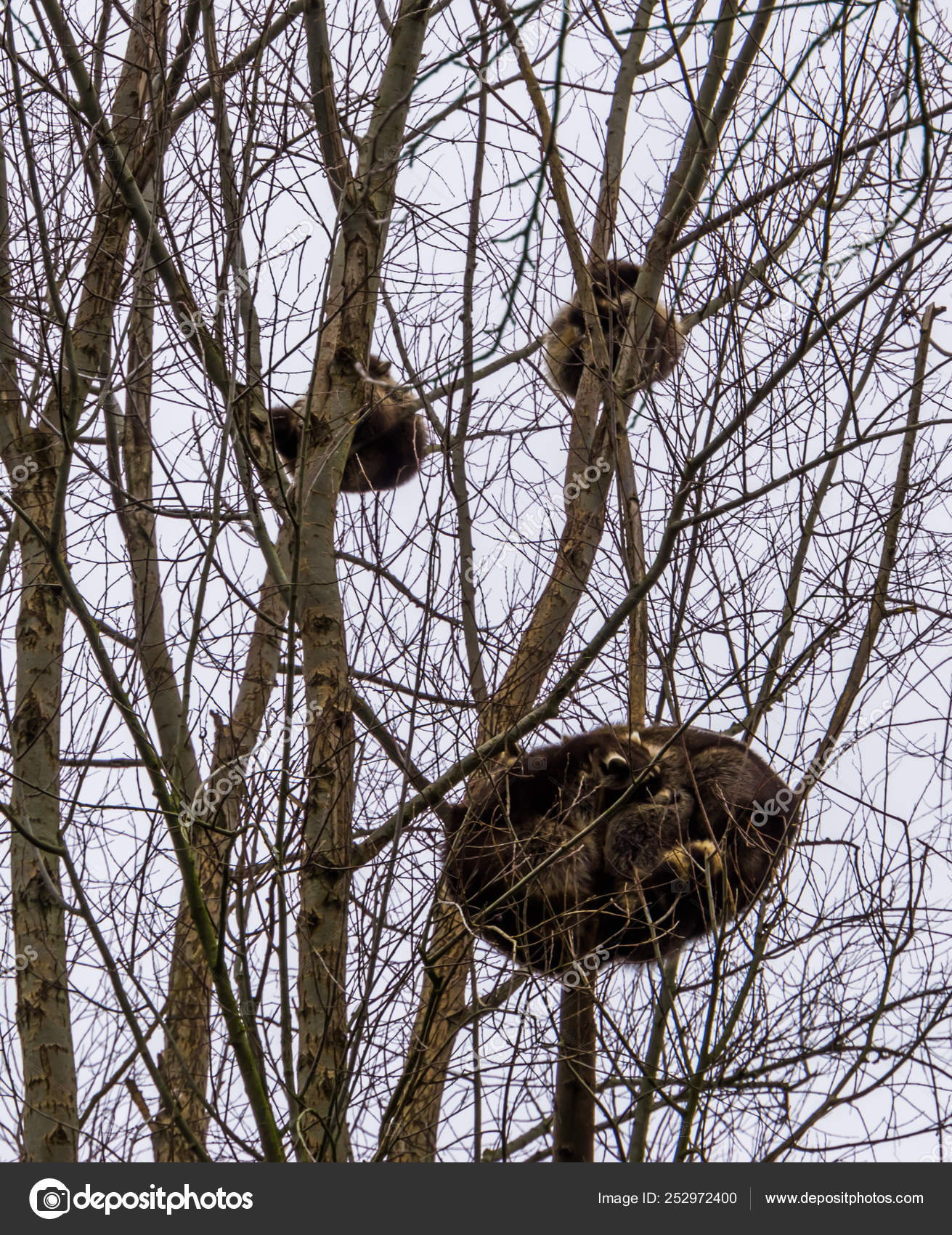 Common Raccoons sleeping high up in some trees at day time, one raccoon ...