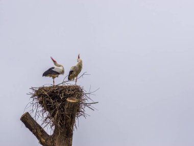 Yuvalarında ses çıkaran beyaz leylek çifti, Avrupa 'da yaygın kuşlar, Afrika' dan göç eden kuşlar