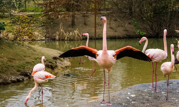 Flamant rose debout dans l'eau avec sa famille, flamant rose déployant ses ailes — Photo