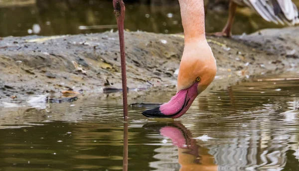 Gros plan du visage d'un flamant rose au-dessus de l'eau, bel oiseau d'Europe — Photo