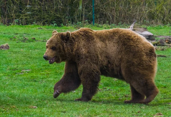 Brown bear walking through the grass, common animal in Eurasia and north America, popular zoo animals — Stock Photo, Image