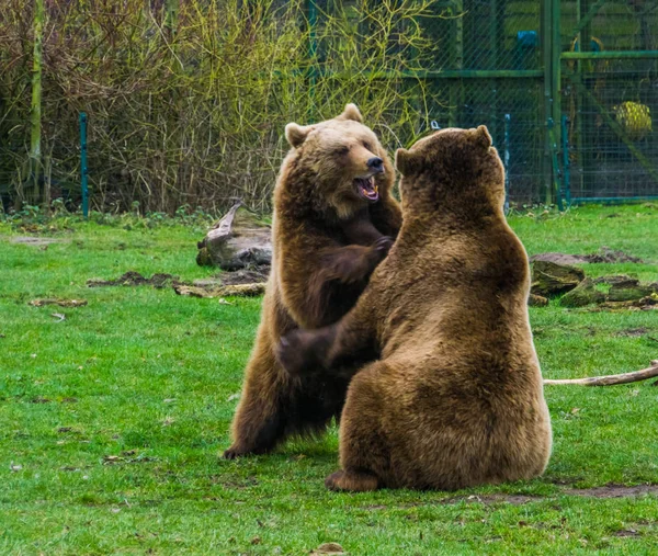 Dos osos pardos jugando entre sí, comportamiento animal juguetón, animales comunes de Eurasia —  Fotos de Stock