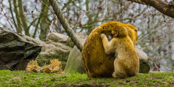 Macaco bárbaro juvenil recogiendo pulgas de su madre, animales acicalándose unos a otros, comportamiento típico del mono — Foto de Stock