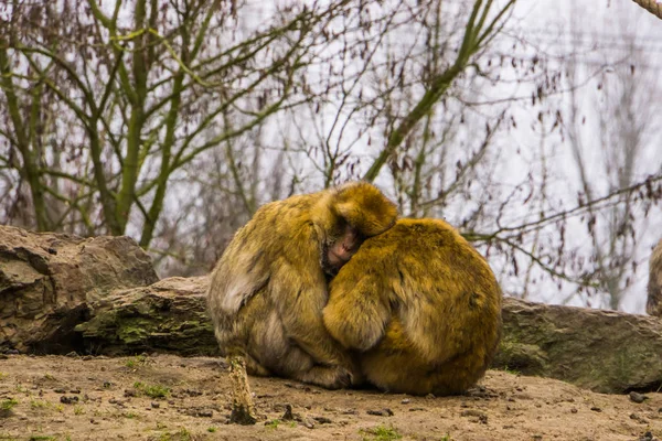 Dos macacos bárbaros sentados juntos y abrazándose, amor animal, especie animal en peligro de extinción de Marruecos — Foto de Stock